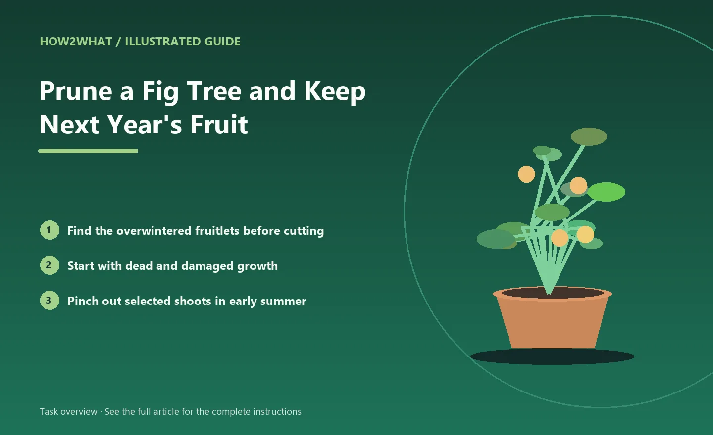 Illustrated task overview for How to Prune a Fig Tree and Keep Next Year's Fruit