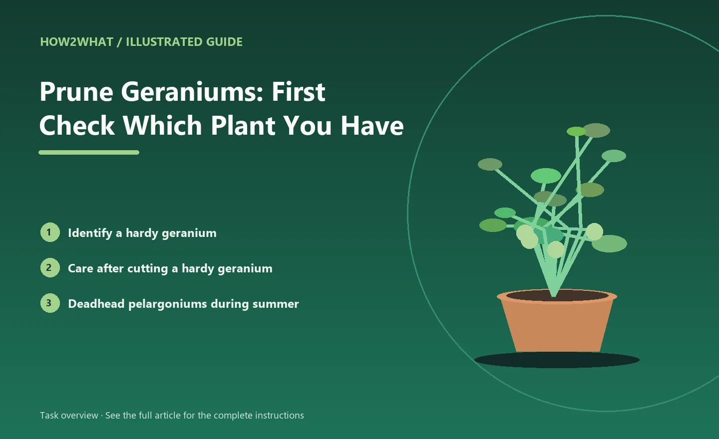 Illustrated task overview for How to Prune Geraniums: First Check Which Plant You Have