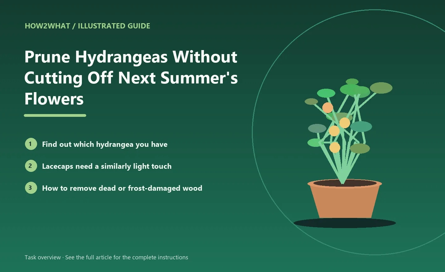Illustrated task overview for How to Prune Hydrangeas Without Cutting Off Next Summer's Flowers