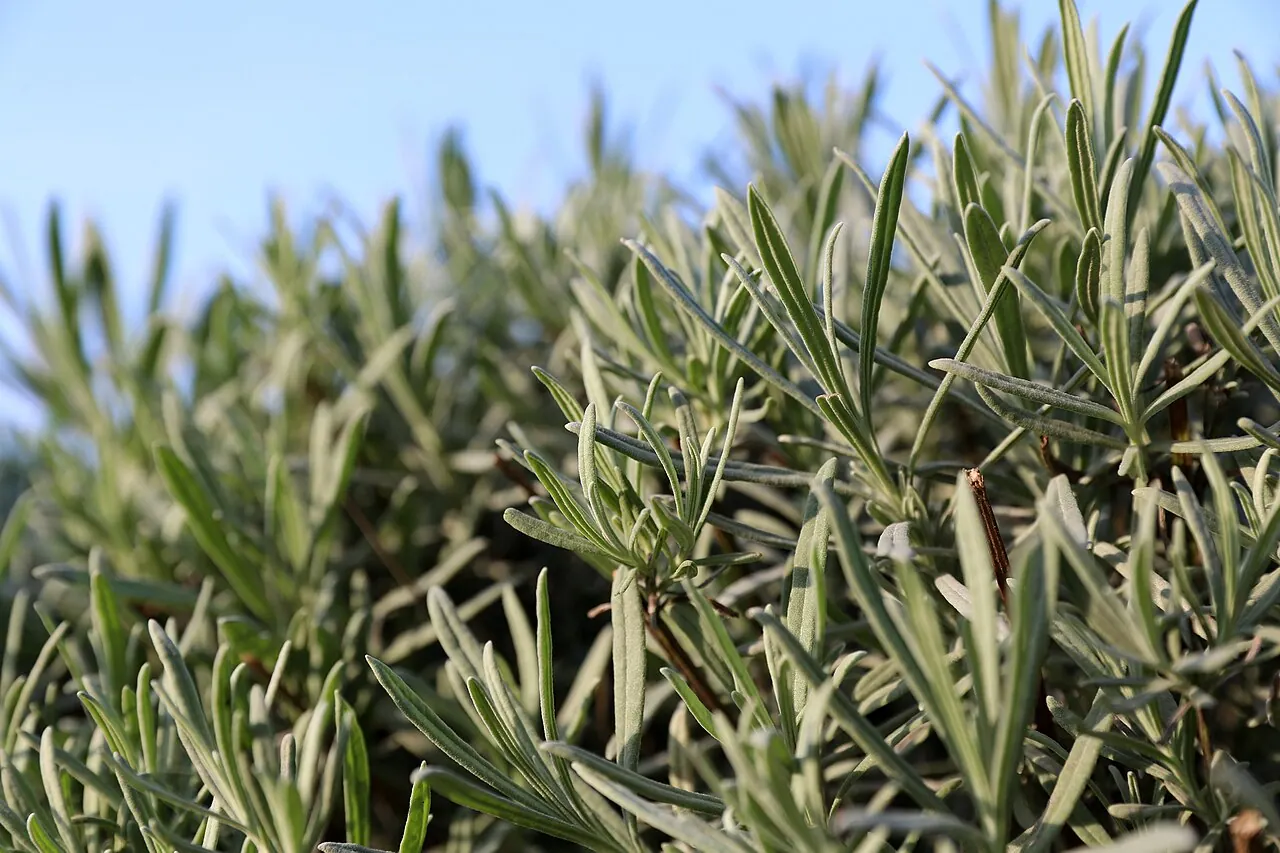 Photograph illustrating prune lavender in the uk without leaving bare, woody stems