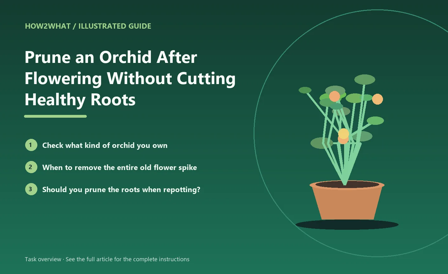 Illustrated task overview for How to Prune an Orchid After Flowering Without Cutting Healthy Roots