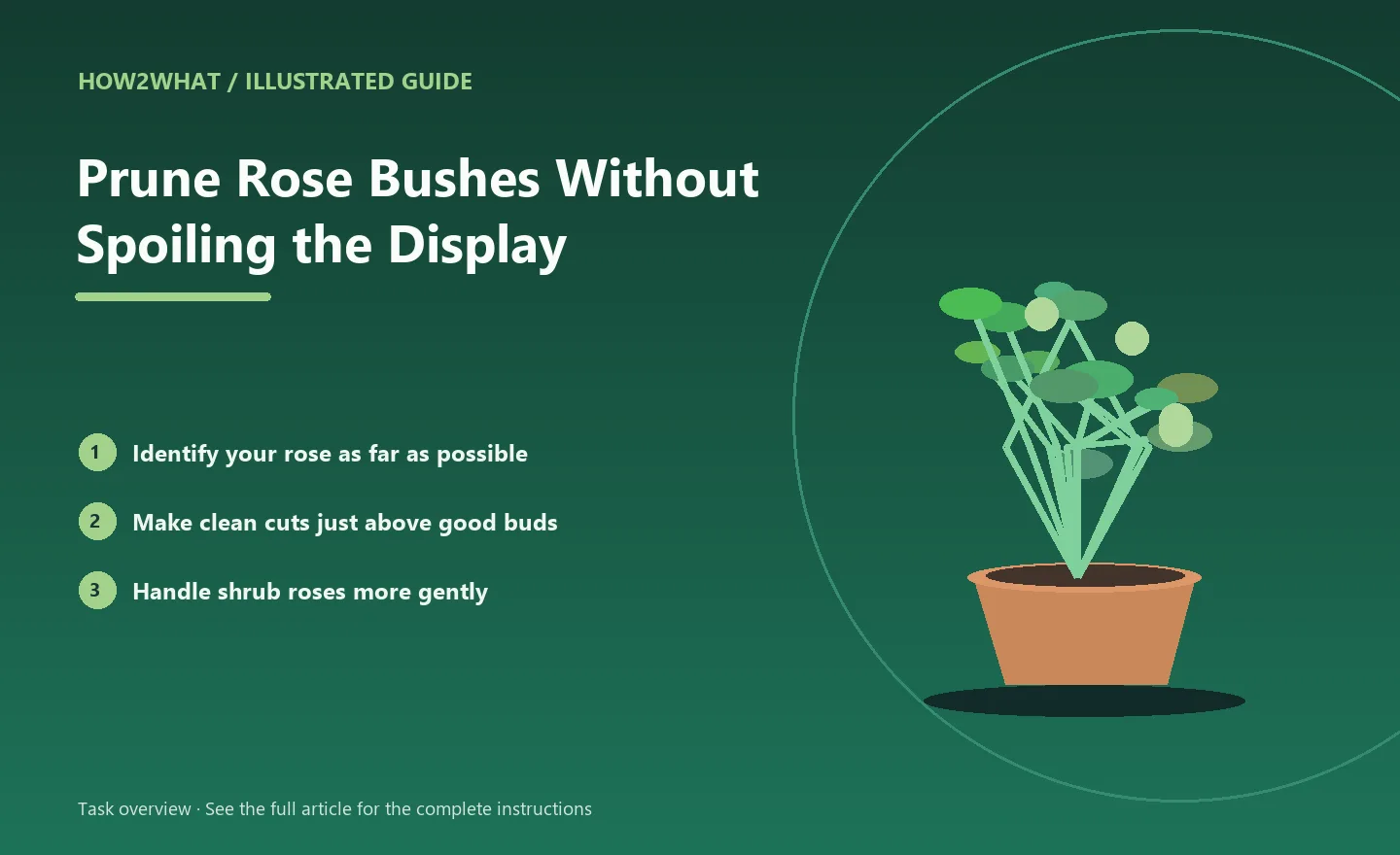 Illustrated task overview for How to Prune Rose Bushes Without Spoiling the Display