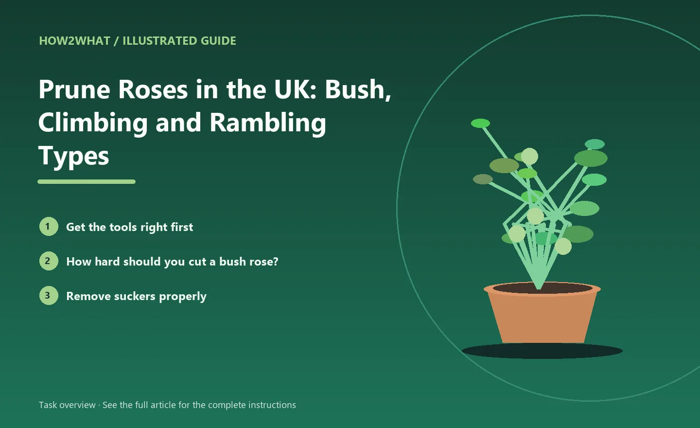 Illustrated task overview for How to Prune Roses in the UK: Bush, Climbing and Rambling Types
