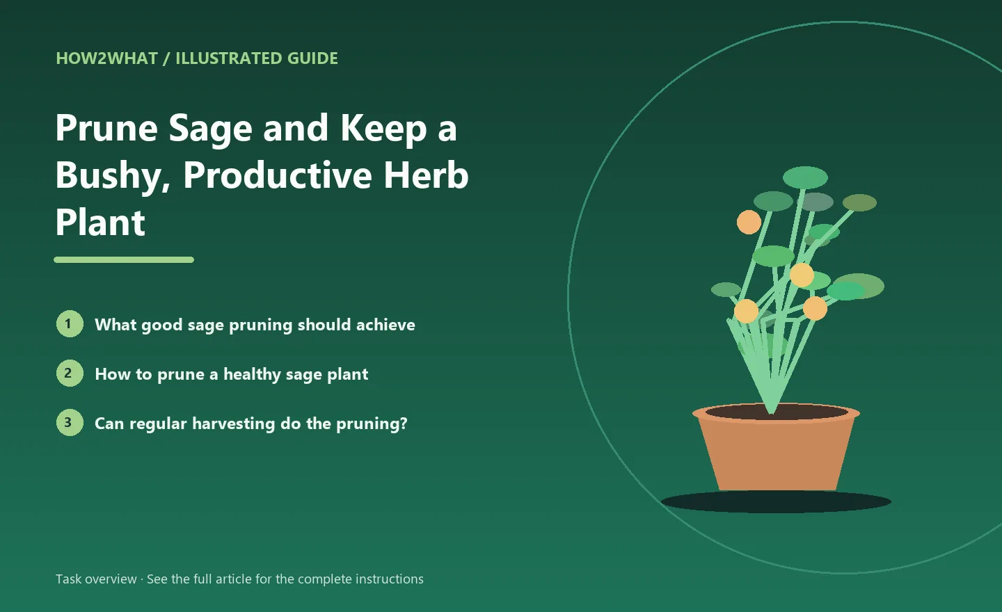 Illustrated task overview for How to Prune Sage and Keep a Bushy, Productive Herb Plant