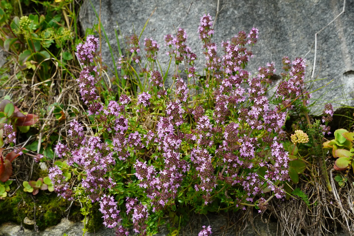 Photograph of Thymian (Thymus vulgaris), Nationalpark Hohe Tauern illustrating how to prune thyme without cutting into the old woody stems