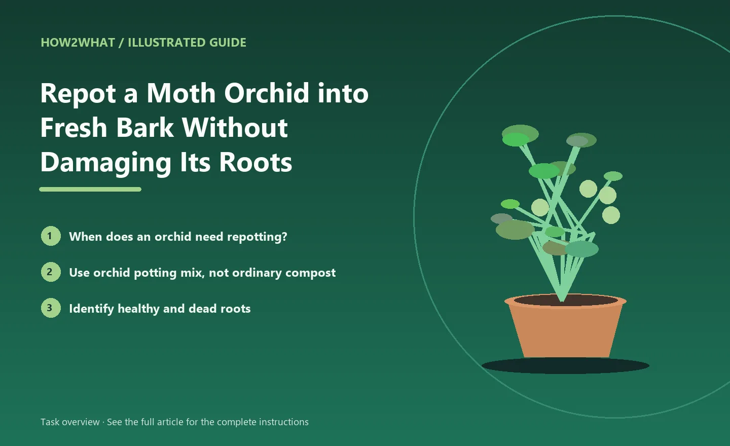 Illustrated task overview for How to Repot a Moth Orchid into Fresh Bark Without Damaging Its Roots