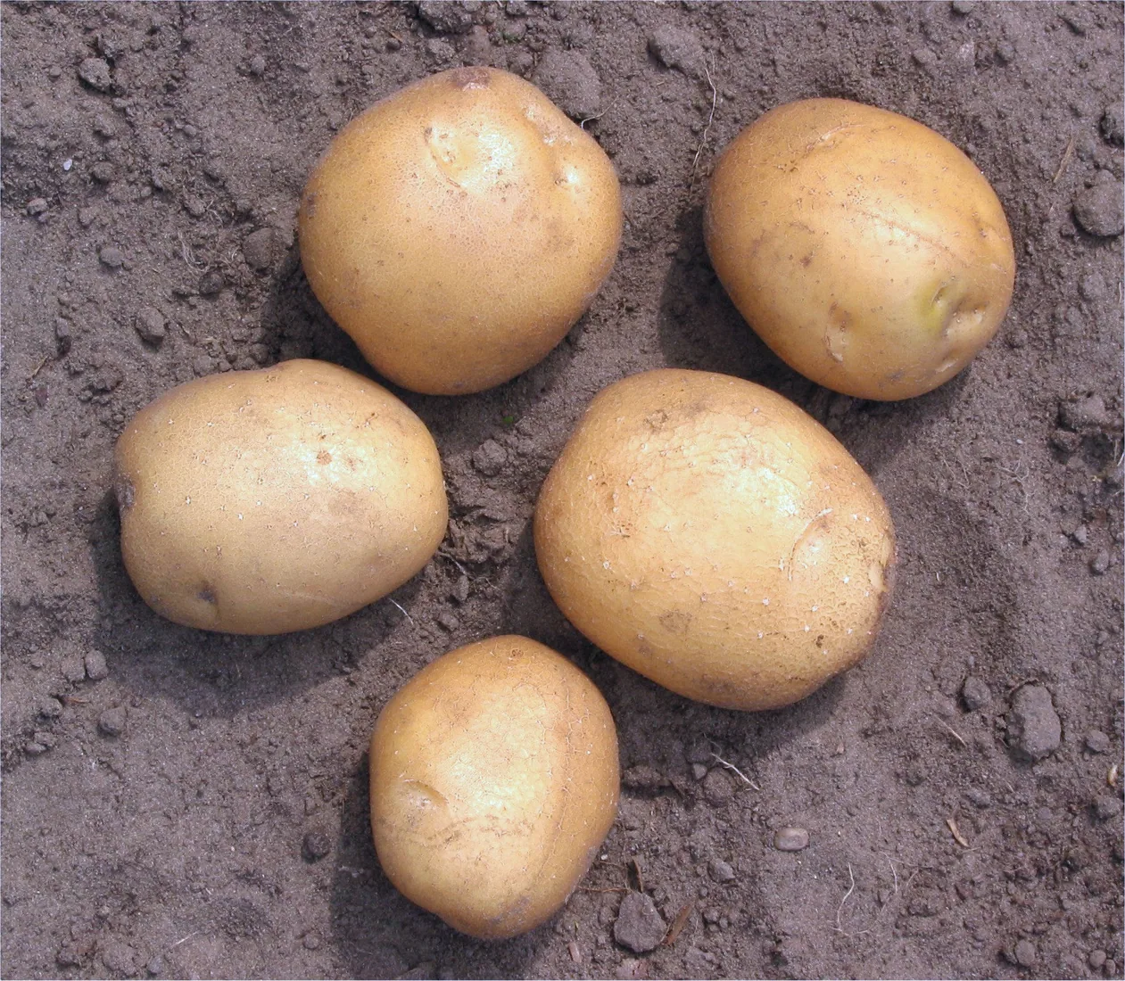 Photograph of File:Aardappel 'Doré' (Solanum tuberosum 'Doré').jpg illustrating how to store potatoes so they stay fresh longer